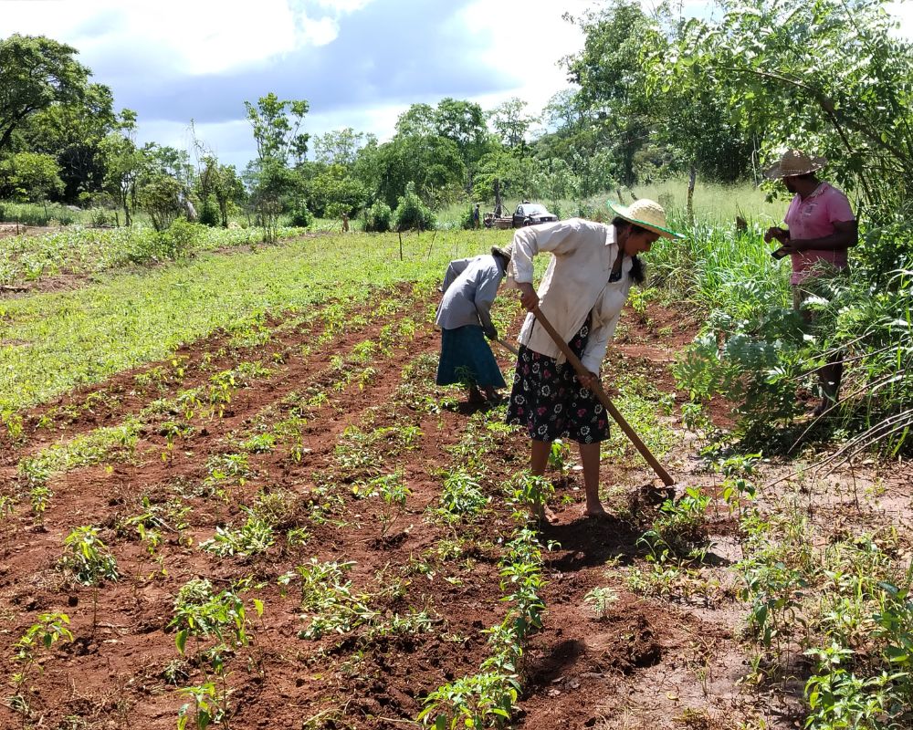 At Vikalpani, women are caretakers of both their families and the environment