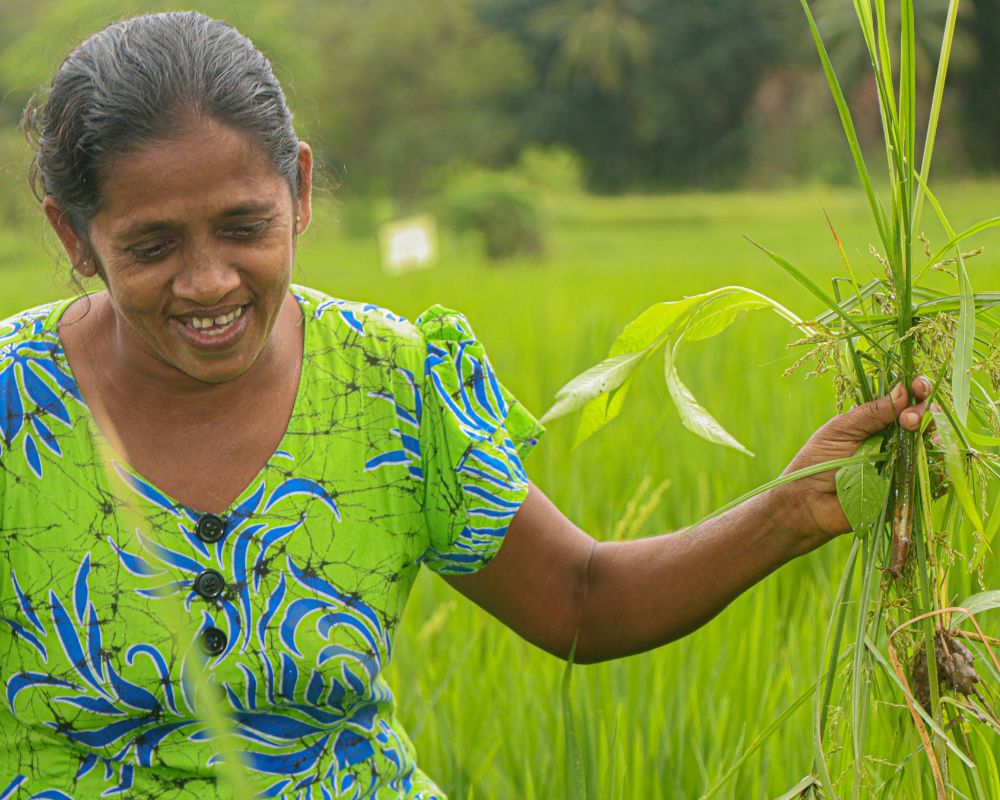 A member of Vikalpani at the paddy field on her morning inspection of the status and progress of crops